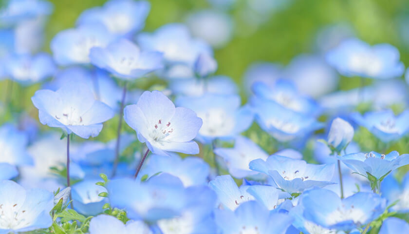 ������䤢���Ӥ򤹤�Ȥ������β�������ǥ���äȲ������롣���Ť�ɬ�פϤ��롩